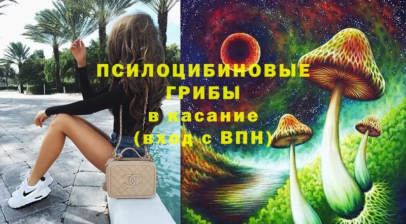 наркота  Вилюйск  Галлюциногенные грибы Psilocybe 